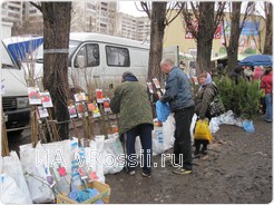Многие приспособленные к жаркому климату растения не приживаются на воронежской земле. 