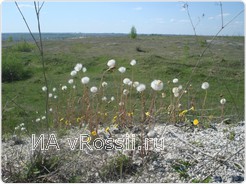 Из-за сильной жары в Воронеже засыхают луга и пастбища 
