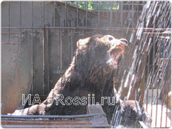 Герасим с видимым удовольствием ловит открытым ртом струю воды из шланга, которой несколько раз в день обдают его вольер