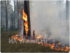 Возгорание леса, в основном, начинается с лесной подстилки