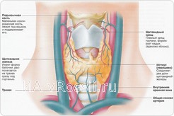 Схема строения щитовидной железы